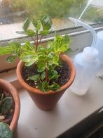 Biefstuk plantje in terra cotta pot. Huiskamer plant, Huis en Inrichting, Ophalen of Verzenden, Halfschaduw, Minder dan 100 cm