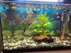 Aquarium met vissen en alle toebehoren, Ophalen, Zo goed als nieuw, Gevuld zoetwateraquarium