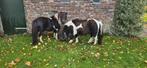 Nmprs stamboek merries, Dieren en Toebehoren, Merrie