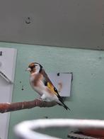 Te koop 1 major putter, Meerdere dieren, Wildzangvogel