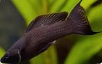 Black Mollies, Dieren en Toebehoren, Vissen | Aquariumvissen, Vis