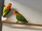 Koppel agapornissen, Dieren en Toebehoren, Meerdere dieren, Dwergpapegaai of Agapornis, Geringd