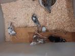 Knaagdieren muizen, Dieren en Toebehoren, Knaagdieren, Juni, Meerdere dieren, Muis