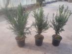 taxus potgekweekt hoogte 40/50cm, Taxus, Ophalen