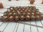 Cactus Lophophora Williamsii potmaat 5,5 cm., Huis en Inrichting, Kamerplanten, Ophalen of Verzenden, Minder dan 100 cm, Bloeiende kamerplant