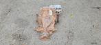 Differentieel cardan 3.23 BMW 1 / 3 Serie E88 E82 E90 E91 E9, Gebruikt, -, -, Ophalen of Verzenden