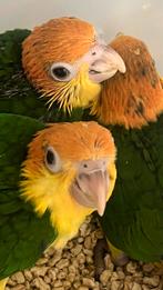 Caiques roestkop Babys 2025, Dieren en Toebehoren, Meerdere dieren, Papegaai, Geringd