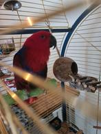Leuke Edelpapegaai pop, Dieren en Toebehoren, Vogels | Parkieten en Papegaaien, Vrouwelijk, Papegaai, Geringd