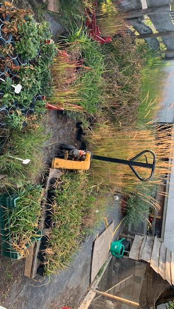 PLANTEN ALLES €1, PER STUK beschikbaar voor biedingen