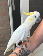 Super tamme jonge geelkuif kaketoe incl garantie, Geslacht onbekend, Papegaai, Geringd