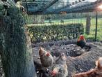 Ras zuivere Wyandotte krielen, patrijs kleur, Dieren en Toebehoren, Meerdere dieren, Kip