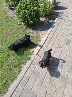 Te koop mooie speelse boomer pups, Dieren en Toebehoren, CDV (hondenziekte), 8 tot 15 weken, Meerdere, Nederland