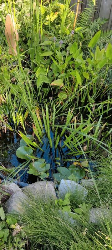 Vijverplanten beschikbaar voor biedingen