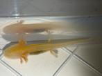 Baby Axolotl Golden Albino, Overige soorten, 0 tot 2 jaar