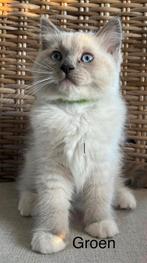 Raszuivere Ragdolls, Dieren en Toebehoren, Meerdere dieren, Gechipt
