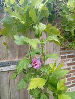 Grote roze hibiscus, Tuin en Terras, Planten | Struiken en Hagen, Ophalen, Overige soorten, Struik, 100 tot 250 cm