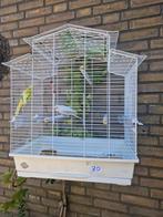 vogelkooi kooi  een witte grasparkiet volière vogelkooi, Dieren en Toebehoren, Vogels | Hokken en Kooien, Ophalen of Verzenden