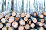 Wij zagen uw bomen gratis om, Tuin en Terras, Haardhout, Minder dan 3 m³, Ophalen