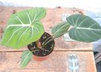 Philodendron Gloriosum - Jonge Plant, Ophalen of Verzenden