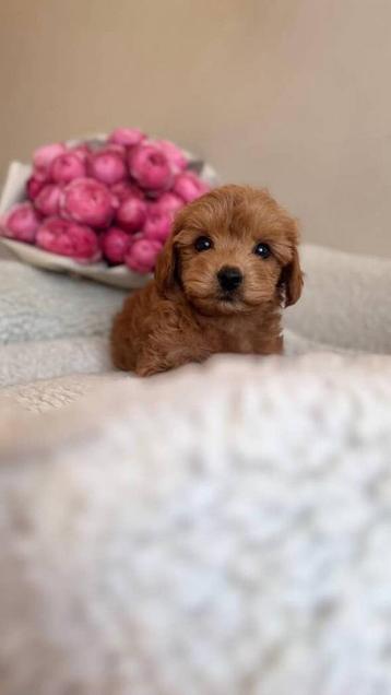 Premium maltipoo f2 teefje micro beschikbaar voor biedingen