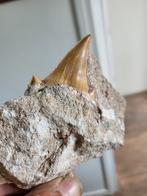 Fossiele Haaientand in Gesteente - Ca. 6cm, Verzamelen, Mineralen en Fossielen, Ophalen of Verzenden, Fossiel