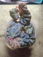 Begonia sp sarawak, Ophalen of Verzenden, Overige soorten, Minder dan 100 cm