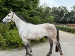 5 jarige kwpn ruin, Dieren en Toebehoren, Paarden, Ruin, 3 tot 6 jaar