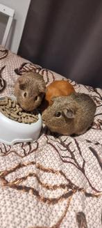 3 cavia zeugjes, Cavia, Juli, Vrouwelijk, Tam