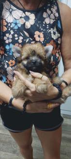 Yorkshire Terrier pups reu en teef, Dieren en Toebehoren, Yorkshire Terriër, Rabiës (hondsdolheid), 8 tot 15 weken, Buitenland