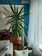 Yucca plant in pot, Huis en Inrichting, Kamerplanten, Yucca, 150 tot 200 cm, Halfschaduw, In pot