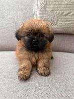 Prachtige Boomer pups te koop !, Rabiës (hondsdolheid), Overige rassen, 8 tot 15 weken, Meerdere