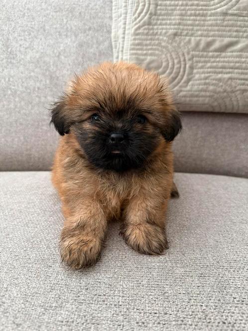 Prachtige Boomer pups te koop !, Dieren en Toebehoren, Honden | Chihuahua's en Gezelschapshonden, Meerdere dieren, Overige rassen