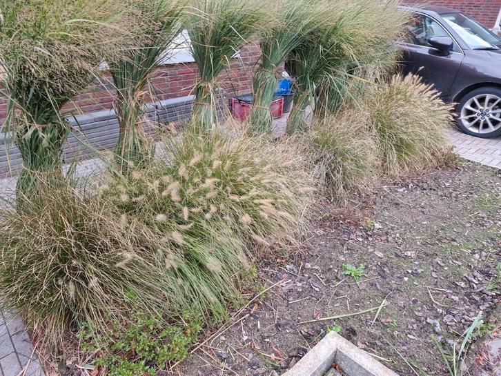 siergras pennisetum hameln lampen poetser gras, Tuin en Terras, Planten | Tuinplanten, Vaste plant, Siergrassen, Volle zon, Zomer
