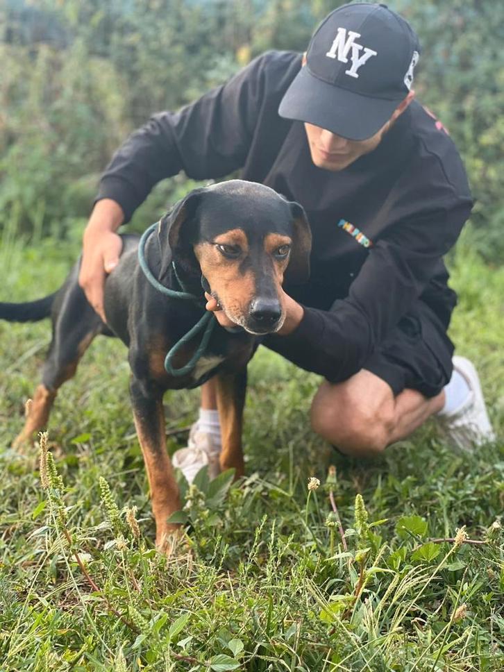 Thor, Dieren en Toebehoren, Honden | Niet-rashonden, Middel, Reu, Handelaar, Eén hond, Buitenland, 3 tot 5 jaar, CDV (hondenziekte)