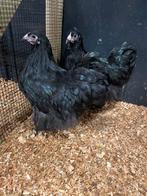 Mooie orpington zwart kippen, Dieren en Toebehoren, Pluimvee, Vrouwelijk, Kip