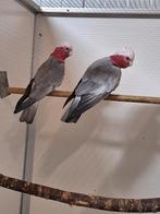 Koppel rosé kaketoe's., Meerdere dieren, Papegaai, Geringd