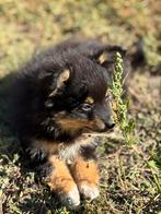 Kruising pup, Dieren en Toebehoren, Honden | Niet-rashonden, Reu, 8 tot 15 weken, CDV (hondenziekte), Eén hond
