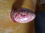 geschilderd ei, Antiek en Kunst, Curiosa en Brocante, Ophalen of Verzenden