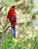 Penant Rosella's, Dieren en Toebehoren, Meerdere dieren, Parkiet