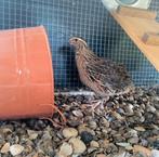 Jonge kwartel haantjes (2 stuks), Dieren en Toebehoren, Mannelijk, Tropenvogel
