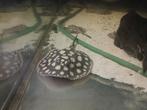 5 Potamotrygon Black Diamond and hybrids, Dieren en Toebehoren