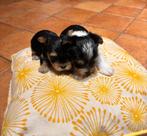 Yorkshire terriër biewer /black and tan pups, Dieren en Toebehoren, Overige rassen, 8 tot 15 weken, Meerdere, Meerdere dieren