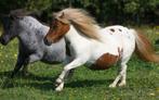 verzorg Shetlander gezocht, Dieren en Toebehoren, Paarden en Pony's | Verzorgingsproducten, Ophalen of Verzenden