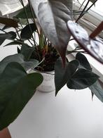 Plant, Ophalen, Overige soorten, Minder dan 100 cm