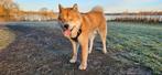 Akita Dekreu (niet te koop), Dieren en Toebehoren, Honden | Dekreuen, CDV (hondenziekte), Particulier, 1 tot 2 jaar, Reu