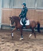 Kwaliteitsvolle conthalou xdon renoir, Dieren en Toebehoren, Paarden, Merrie, Springpaard, Minder dan 160 cm, B