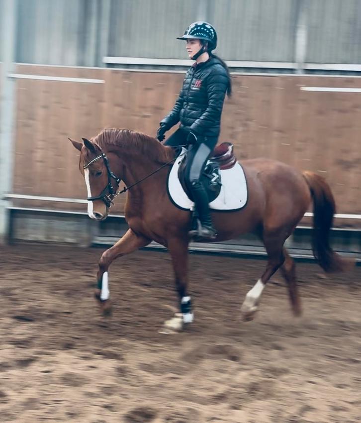 Kwaliteitsvolle conthalou xdon renoir, Dieren en Toebehoren, Paarden, Merrie, B, Minder dan 160 cm, 3 tot 6 jaar, Springpaard