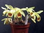 Orchidee Pleione- shantung ducat, Ophalen of Verzenden