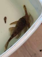 Ancistrus Wabenmunster koppel (L519 of L448), Dieren en Toebehoren, Vissen | Aquariumvissen, Vis