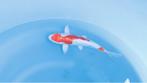 Japanse koi karper 25cm "Doitsu Kikusui", Karper of Koi